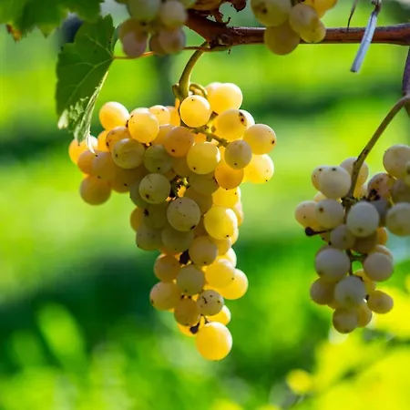 Vinarstvi Vymola 3*