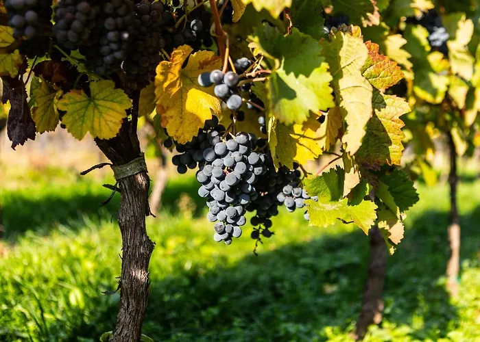 Vendégház Vinarstvi Vymola Mikulčice