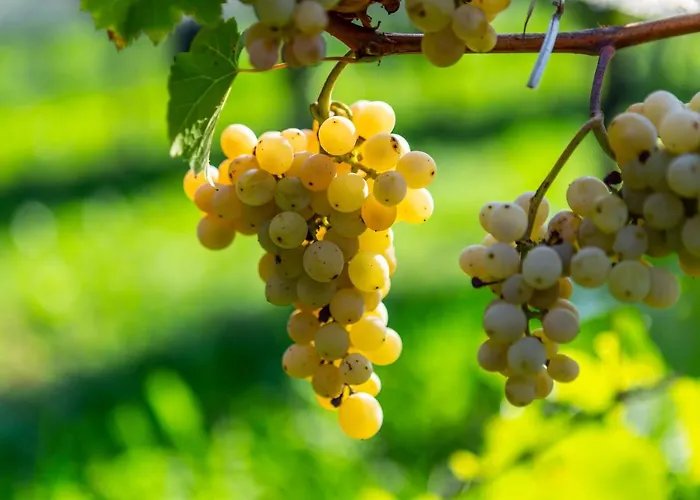 Vinarstvi Vymola 3*
